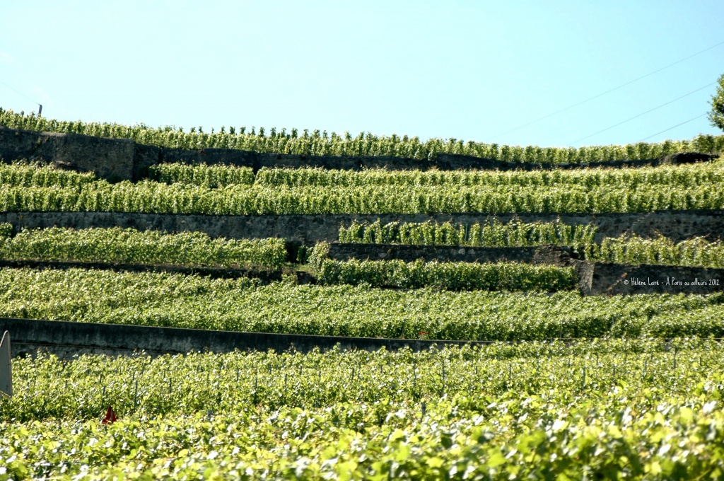 Swiss vineyard terraces  by parisouailleurs