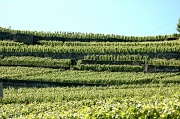 29th Jun 2012 - Swiss vineyard terraces 