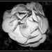 Monochrome Rose - a filler by judithdeacon