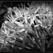 B&W Allium by judithdeacon
