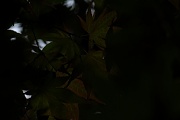 30th Jun 2012 - Japanese Maple