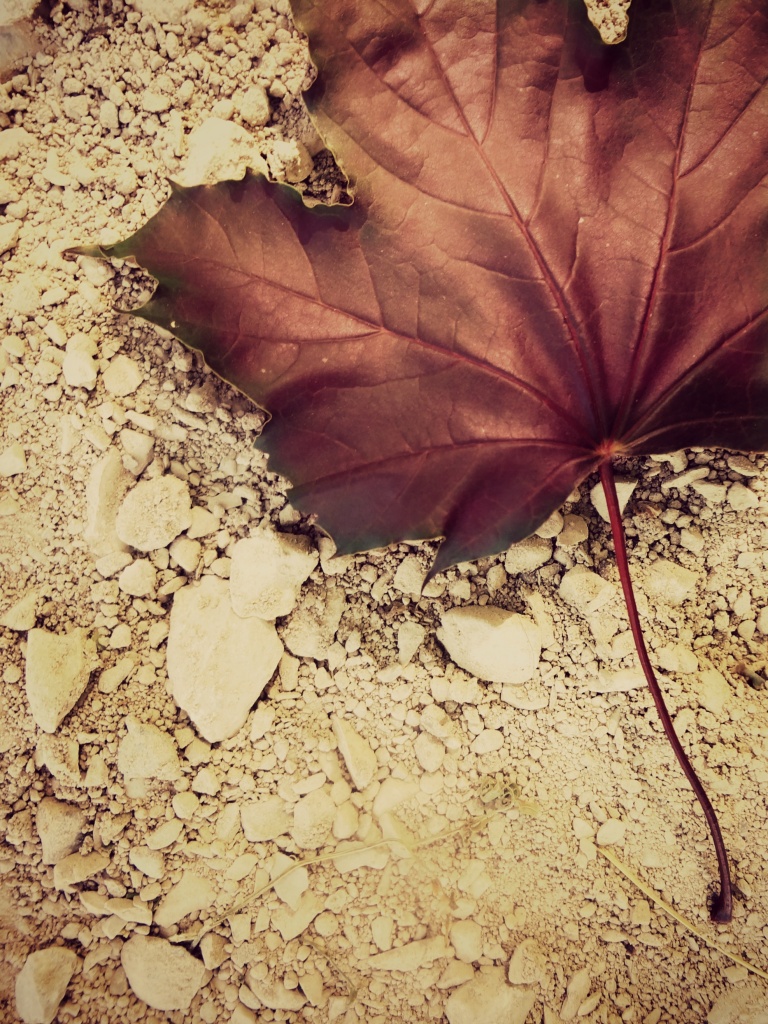 Maple Leaf by edie