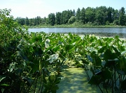 29th Jun 2012 - Pine  Lake