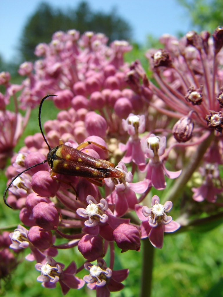 Milkweed and Friend by brillomick