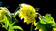 2nd Jul 2012 - Yellow Bonnet