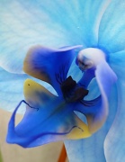 2nd Jul 2012 - Blue Mystique Orchid