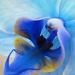 Blue Mystique Orchid by calm