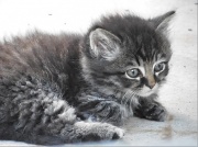 2nd Jul 2012 - Kitten
