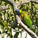 lorikeet back for more by corymbia