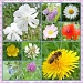 Wildflowers of Summer by carolmw