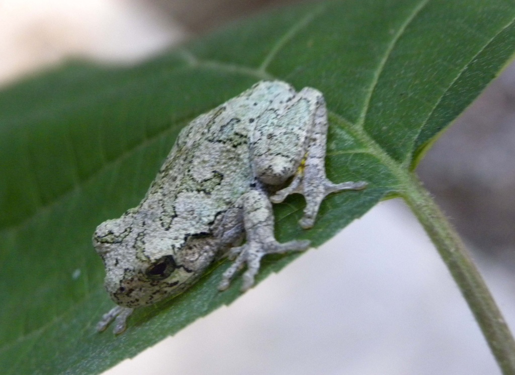 Grey Tree Frog by sunnygreenwood