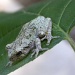 Grey Tree Frog by sunnygreenwood