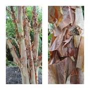 3rd Jul 2012 - betula (birch) tree shedding its bark