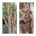 betula (birch) tree shedding its bark by quietpurplehaze