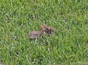 2nd Jun 2012 - Tiny Bunny