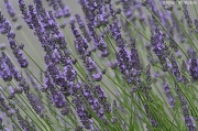 3rd Jul 2012 - Lavender