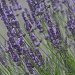 Lavender by falcon11