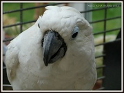 3rd Jul 2012 - Posing Parrot