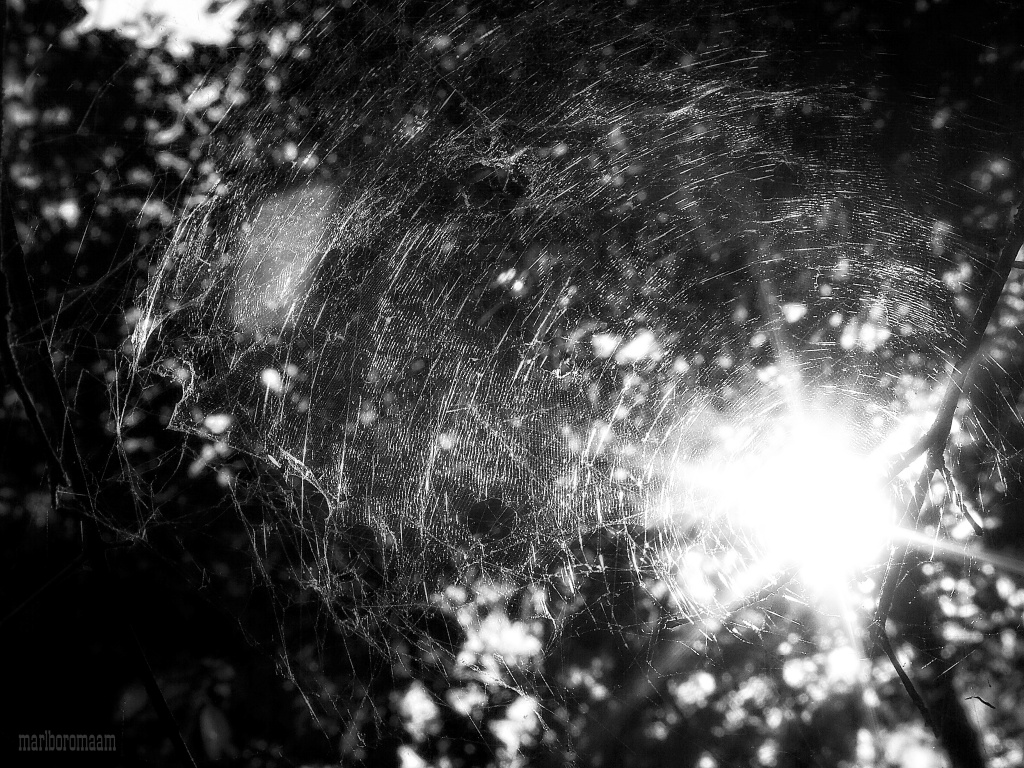 Web light... Best viewed large, if you will. by marlboromaam