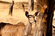 3rd Jul 2012 - kudu