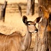 kudu by peadar