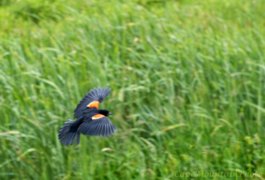Red Winged Blackbird Soaring by jgpittenger