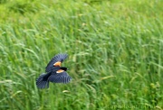3rd Jul 2012 - Red Winged Blackbird Soaring