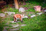 3rd Jul 2012 - Foxy