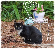 4th Jul 2012 - Neighborhood Cat