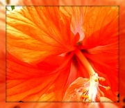 3rd Jul 2012 - orange hibiscus