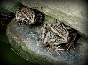 3rd Jul 2012 - Leap Frog