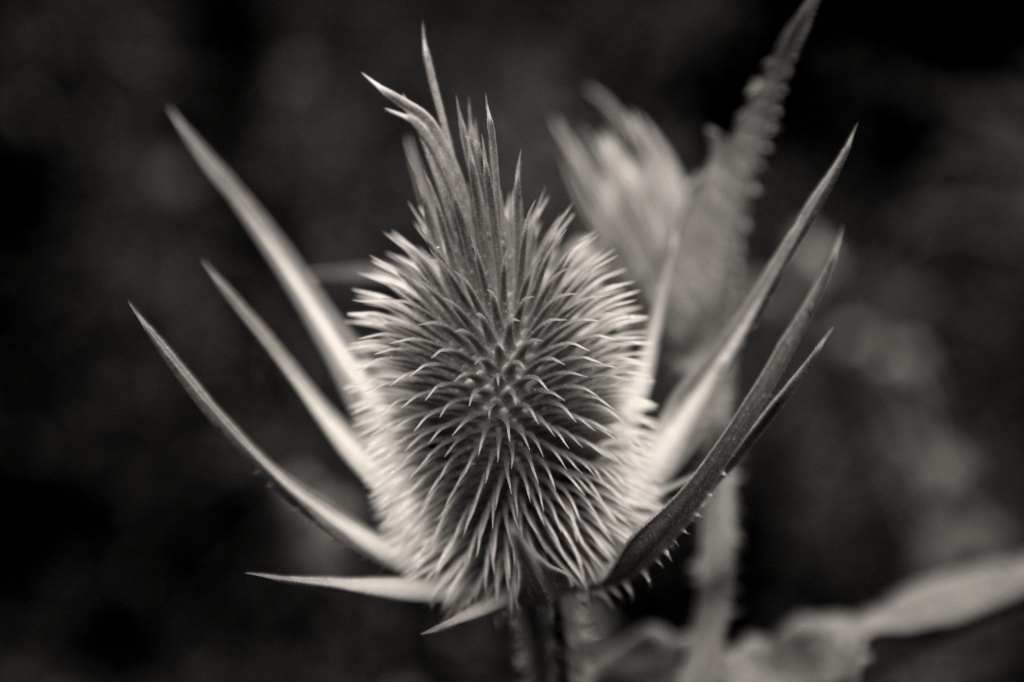 Thistle Be One Of My Photos by digitalrn