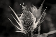 4th Jul 2012 - Thistle Be One Of My Photos