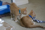 29th Jun 2012 - My new Kittens!