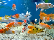 3rd Jul 2012 - Fishies