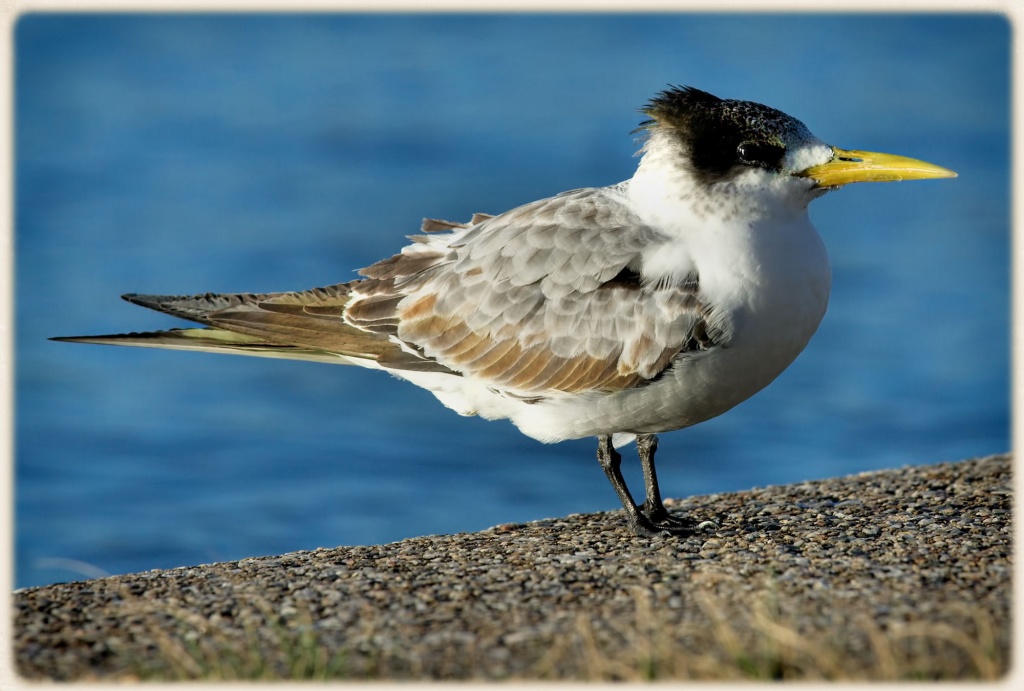 juvenille crested tern by ltodd