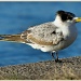 juvenille crested tern by ltodd