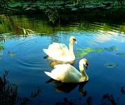 4th Jul 2012 - Swans