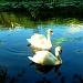 Swans by tonygig