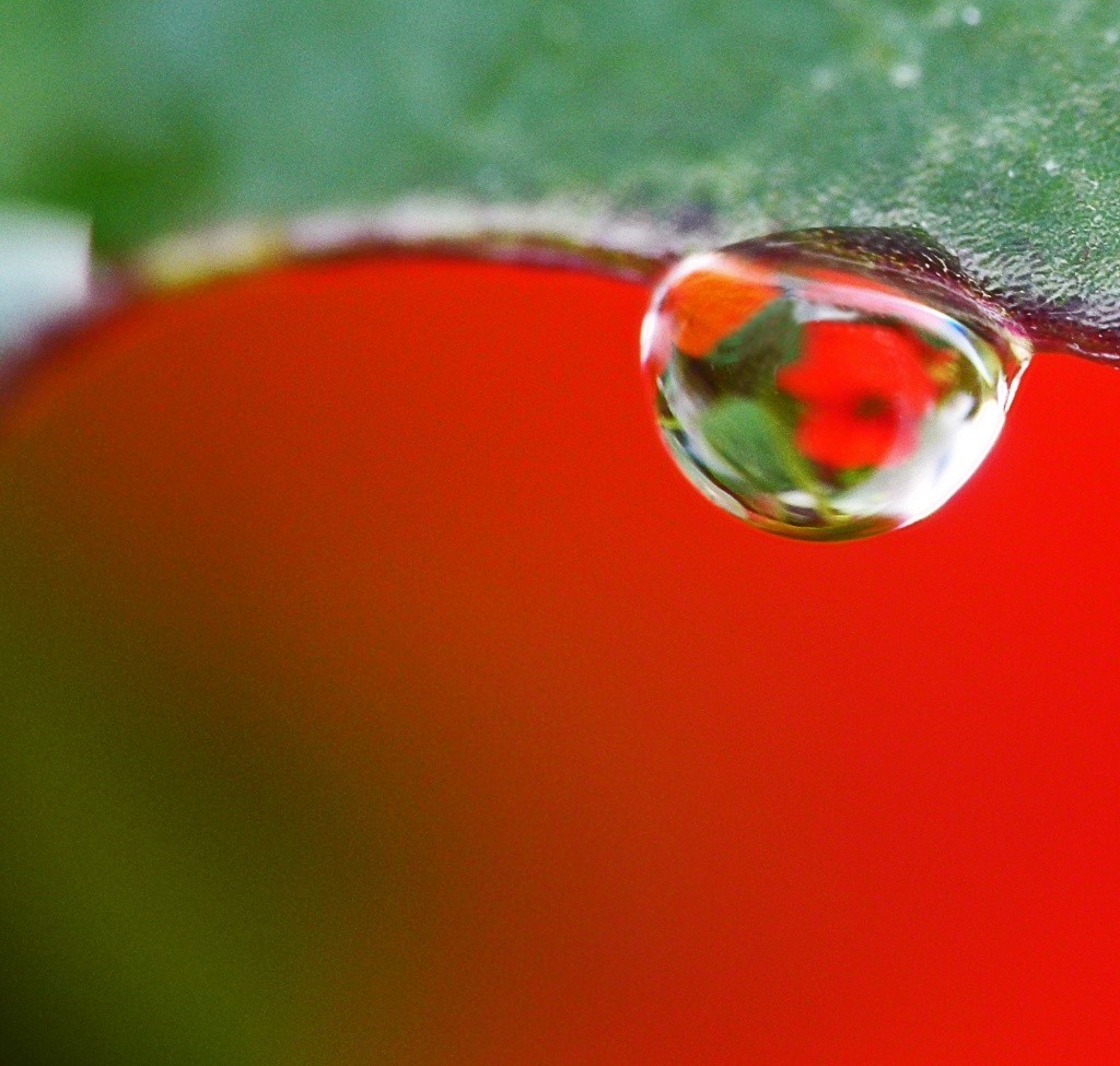 nasturtium in a water drop by jantan
