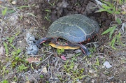 7th Jun 2012 - Painted turtle laying eggs ???