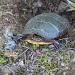 Painted turtle laying eggs ??? by stcyr1up