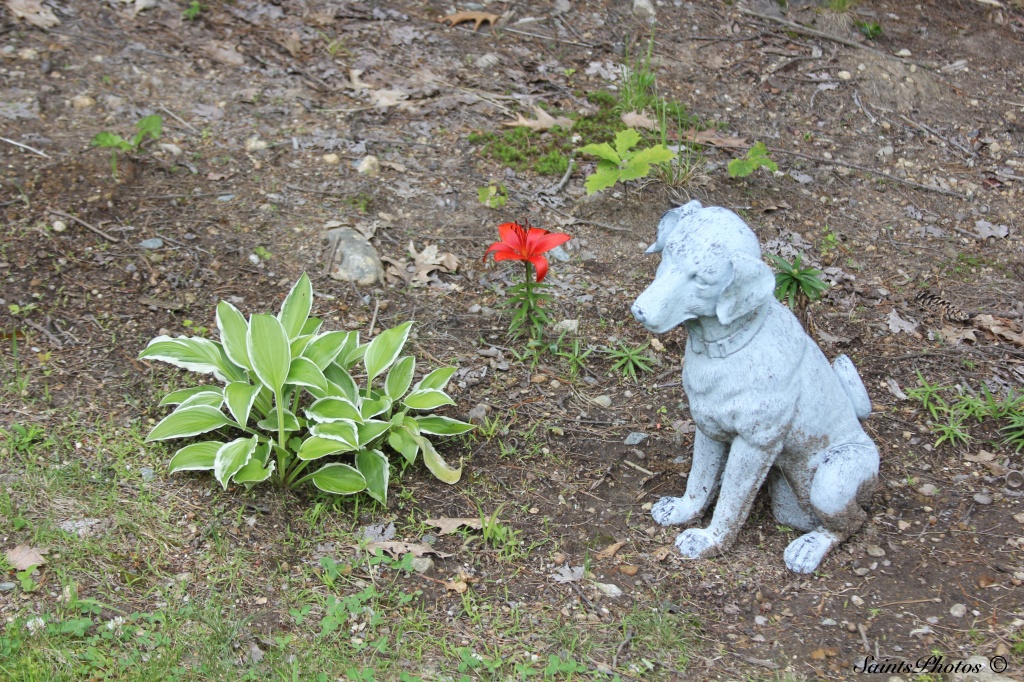 Flower guard dog by stcyr1up