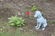 8th Jun 2012 - Flower guard dog
