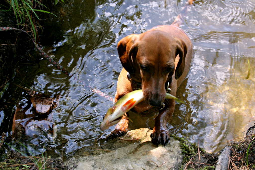 Even the Dog Fishes in Maine by lauriehiggins