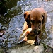 Even the Dog Fishes in Maine by lauriehiggins