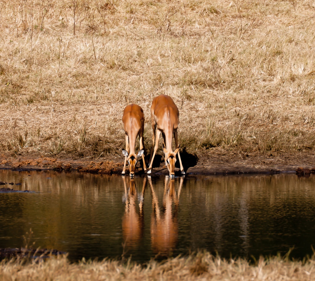 reflections by peadar