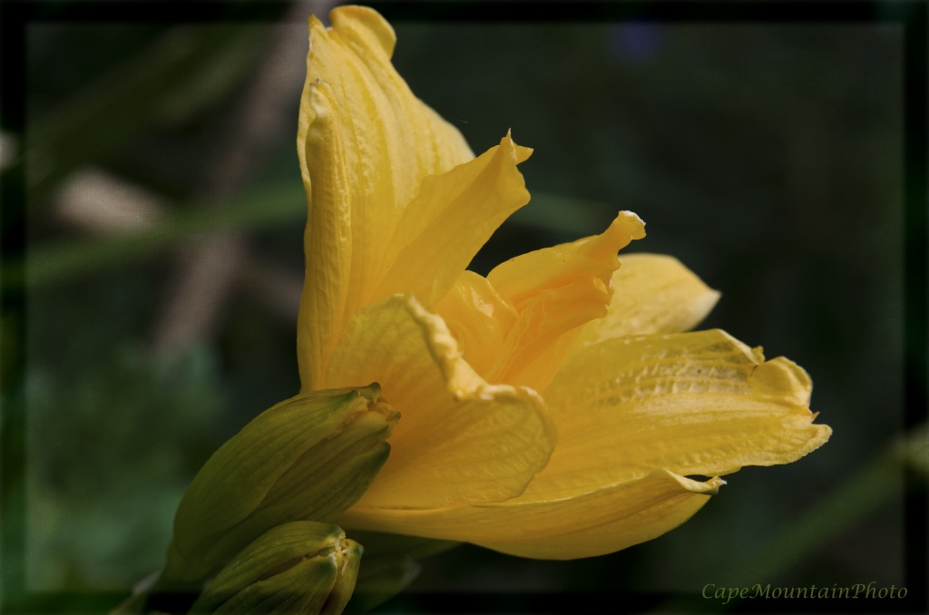 Yellow Lily Framed by jgpittenger