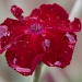 Tears That Fall Like Rain! by daffodill