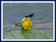 4th Jul 2012 - Water Lily & bug